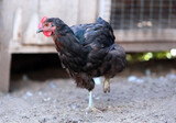 Brown Black hen Chicken on farm, shooting outdoors. Rustic theme.