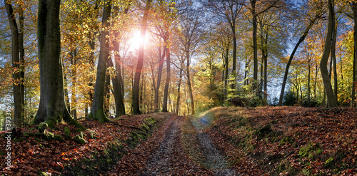 Back Lit Forest photo