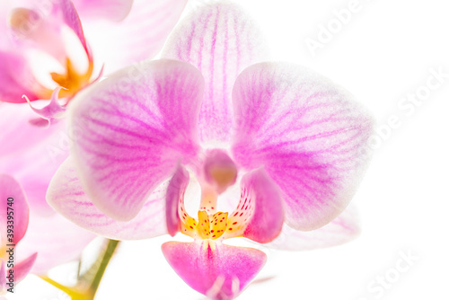 Close up of a pink orchid flower  isolated on white background.