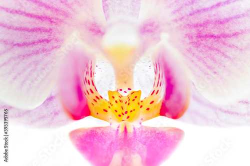 Close up of a pink orchid flower, isolated on white background.