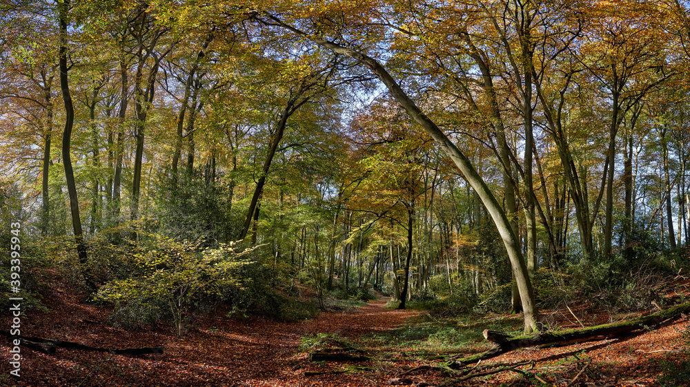 Obraz premium Path through forest