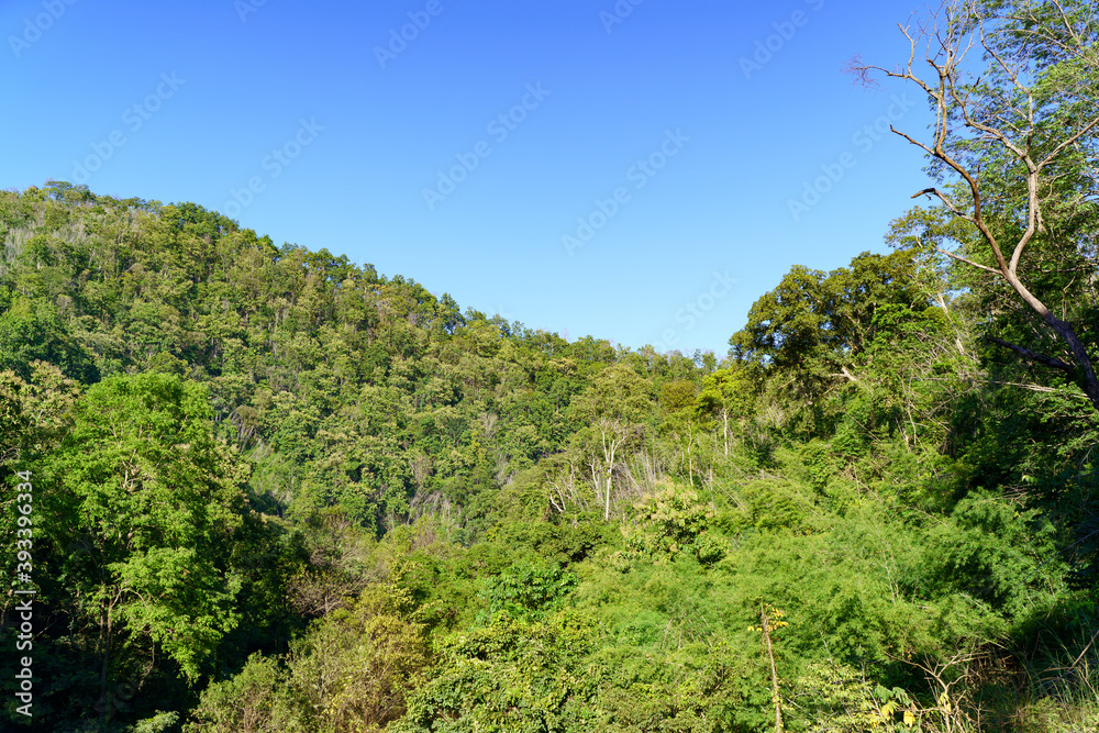 The landscape of the trees in the forest rich in nature.