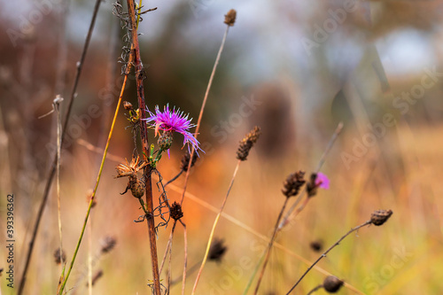 Flower of milk thistle plant - Silybum marianum in the meadow.