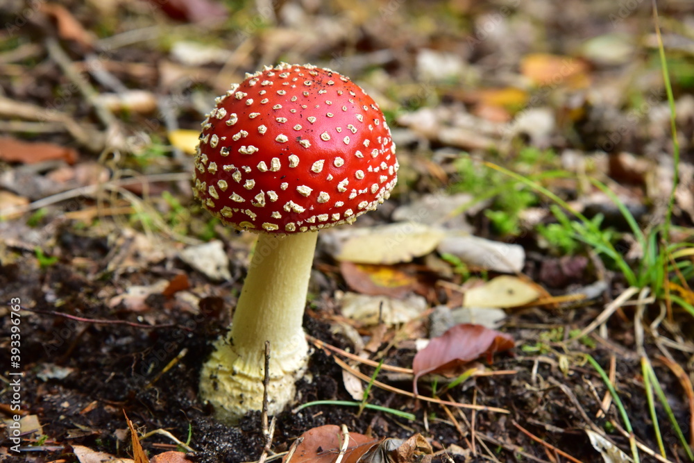 Mushrooms Mushrooms