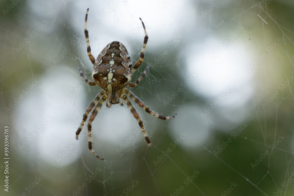 Makrofotografie von Insekten und Spinnen Makrofotografie von Insekten und Spinnen