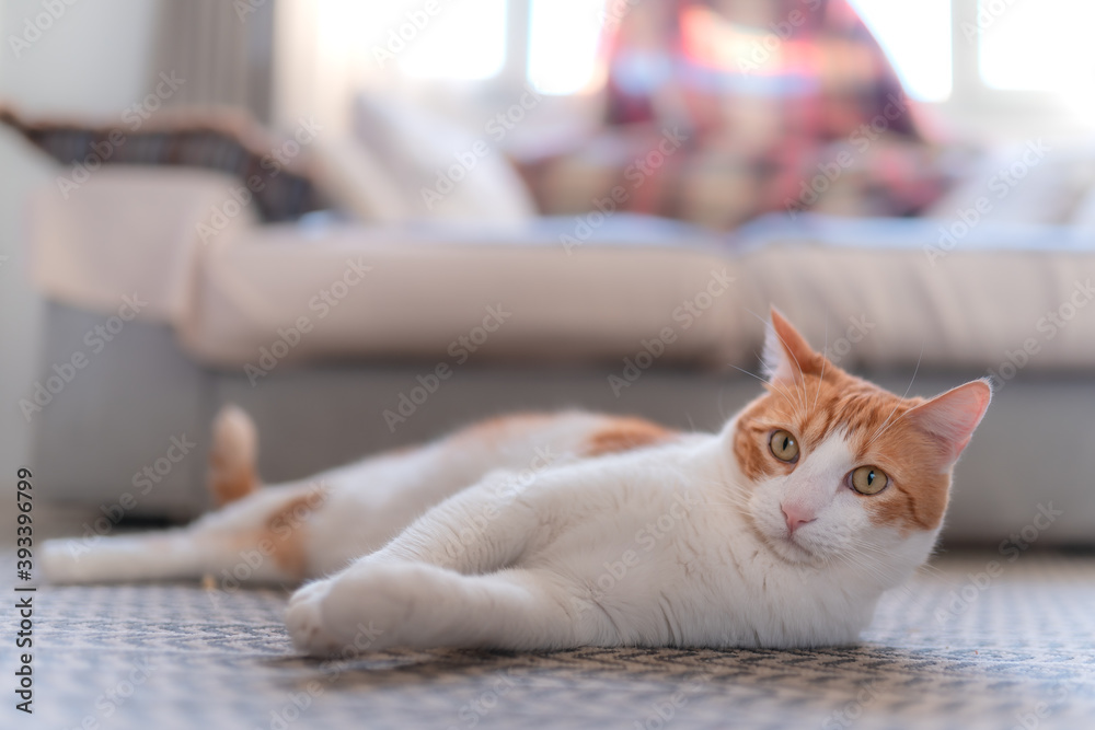 Naklejka premium gato blanco y marrón con ojos amarillos tendido en la alfombra, mira a la cámara