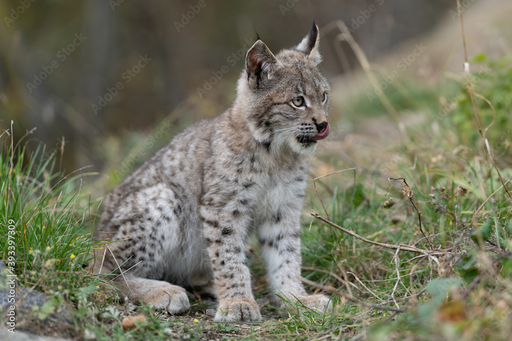 Lynx in green forest with tree trunk. Wildlife scene from nature. Playing Eurasian lynx, animal behaviour in habitat. Wild cat from Germany. Wild Bobcat between the trees Lynx in green forest with tree trunk. Wildlife scene from nature. Playing Eurasian lynx, animal behaviour in habitat. Wild cat from Germany. Wild Bobcat between the trees