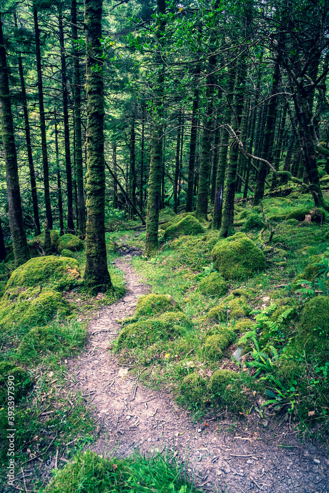 Obraz premium Forest with moody lights and colors. A path leads through the park