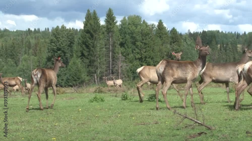 A herd of young deer grazes in the meadow among the forest. A herd of young deer grazes in the meadow among the forest.