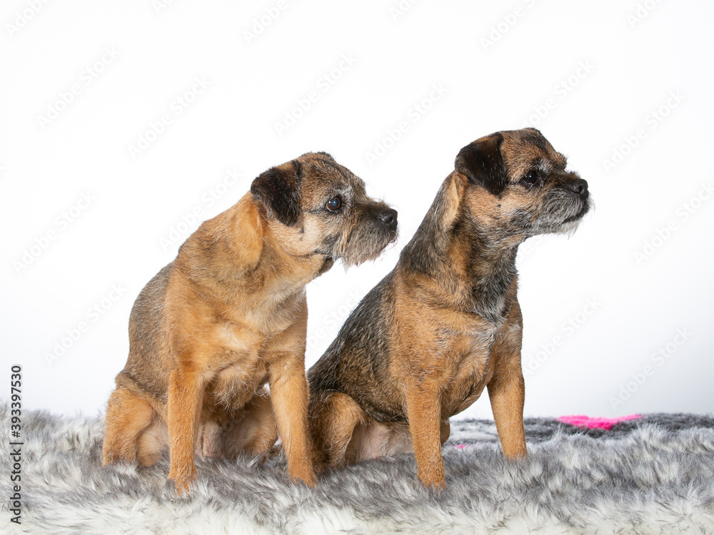 Border terrier portrait. image taken in a studio. Border terrier portrait. image taken in a studio.