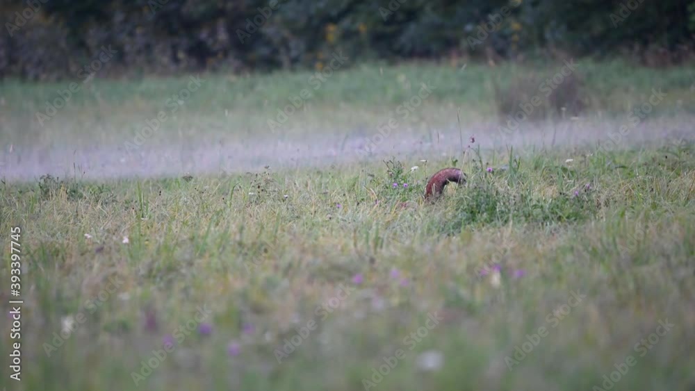 red fox hunting in the foggy field red fox hunting in the foggy field