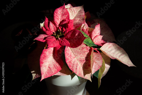 red poinsettia flower, variegated in dramatic lighting close up