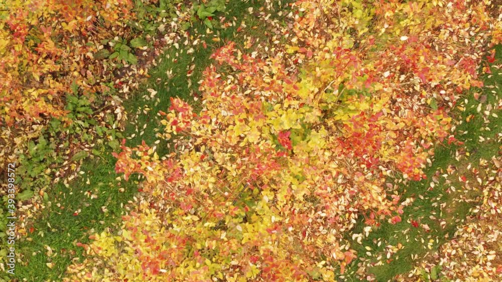 Beautiful fall landscape with vibrant autumn color blueberry farm, that lies under a mountain in British Columbia, Canada Beautiful fall landscape with vibrant autumn color blueberry farm, that lies under a mountain in British Columbia, Canada