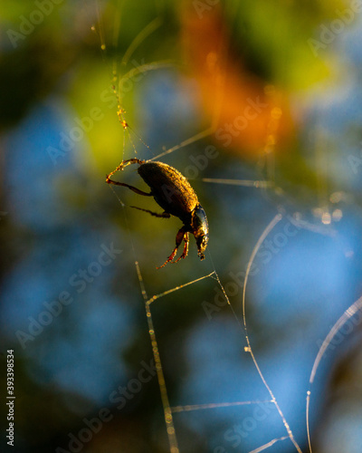 Makrofotografie von Insekten