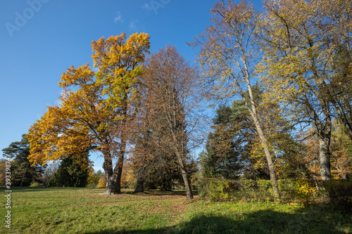 Oak and other trees of different species. Golden autumn in Pavlovsk.