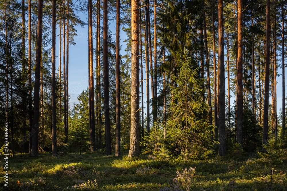 Obraz premium The pine forest is lit up with warm spring light.