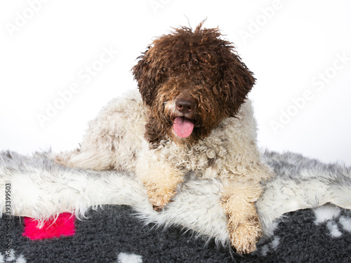 Obraz na płótnie Lagotto romagnolo puppy dog portrait, image taken in a studio. isolated on white. w salonie
