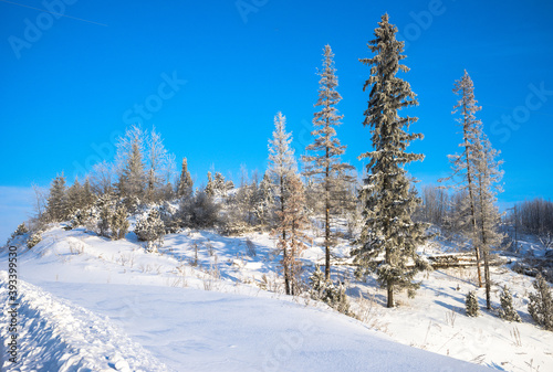 Fir-trees covered with snow at the top of the hill. Russia, Udmurtia