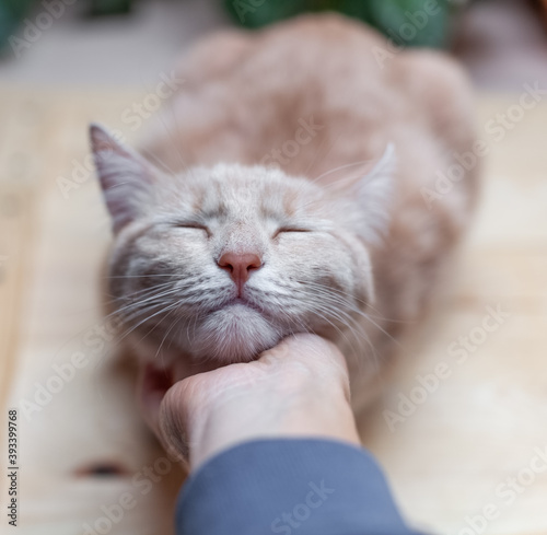 Woman's hand stroking a red cat. Satisfied face of a domestic cat. The cat is sleeping on the bed. The concept of caring for pets