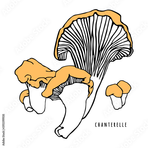 Forest mushrooms. Graphic print with chanterelles. Drawn outlines of mushrooms isolated on white. Illustration, a label for canned products.