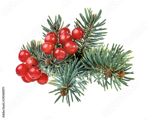 Fir tree and viburnum isolated on white background