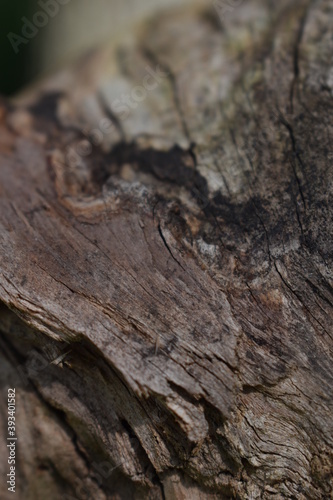 limb