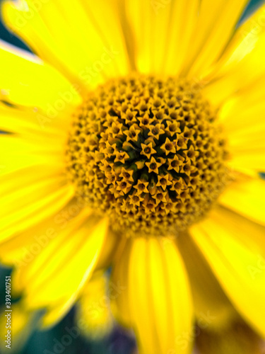 yellow flower