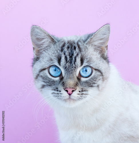 Fototapeta Naklejka Na Ścianę i Meble -  Blue eyed Cat