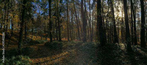 Panoramafoto Herbstwald mit direkter Sonneneinstrahlung durch die Bäume