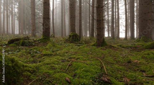 Blick in den Wald mit Moosboden und Nebel. photo