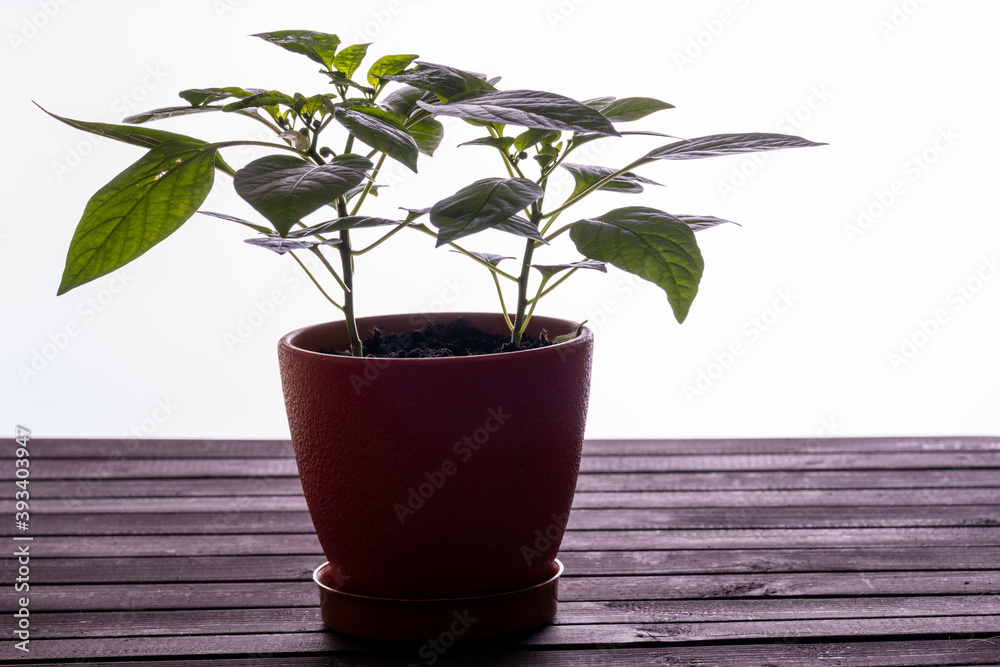 A bush of homemade pepper in a red pot with white flowers. A bush of homemade pepper in a red pot with white flowers.