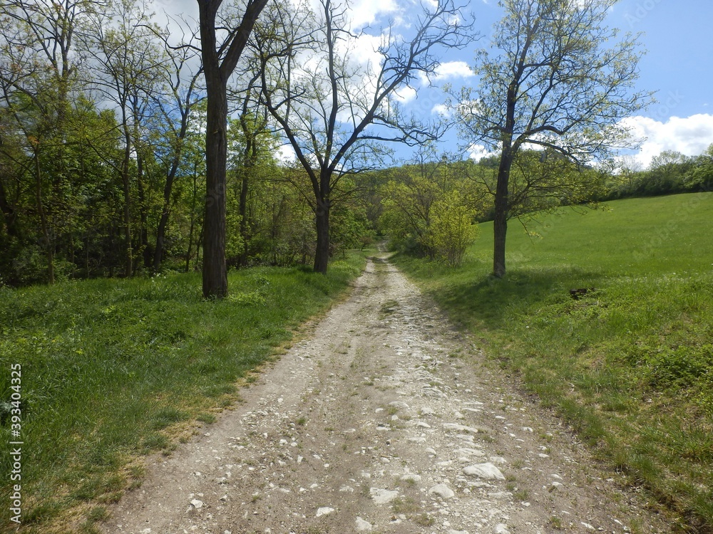 Stony path leading to the forest. Trees and meadow around a stony path. Forest trail in spring Stony path leading to the forest. Trees and meadow around a stony path. Forest trail in spring