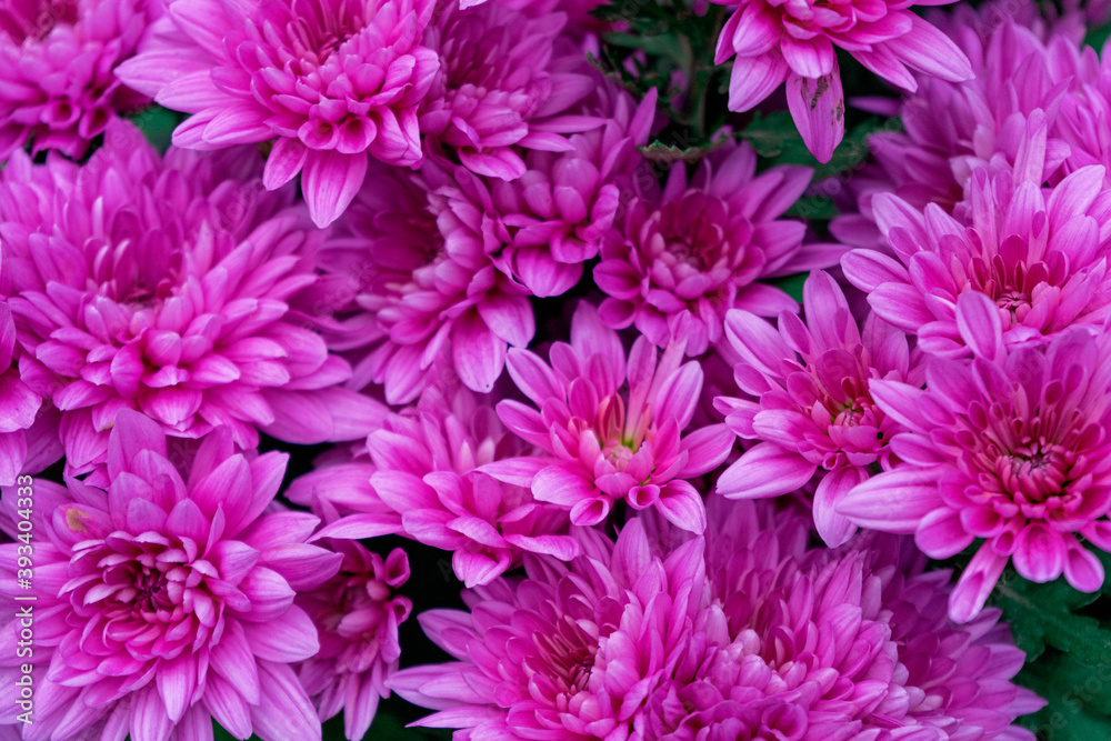 Beautiful autumn chrysanthemums of purple color Beautiful autumn chrysanthemums of purple color