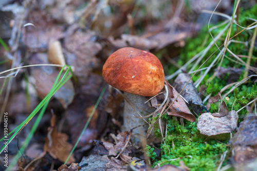 Beautiful boletus edulis mushroom banner in wild forest. White mushroom in autumn day