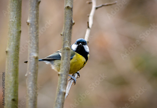 Great tit sitting on a tree twig in cold winter time. Cute little birdie with black, white and yellow feathers. Portrait of a titmouse with colorful gaudy plumage with blurry background