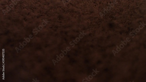 Ripe selected cocoa beans fall from top to bottom on flying cocoa powder. The concept of the taste of chocolate and gourmet desserts. Slow motion