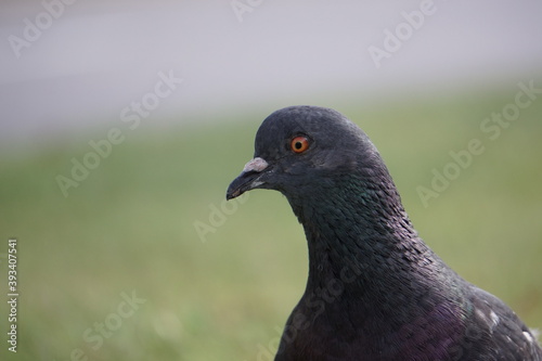 pigeon in the park closeup