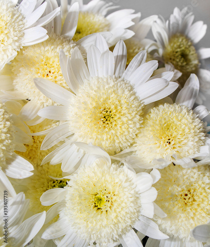 Bouquet of delicate yellow chrysanthemums on a white wooden background. Valentine s Day Greeting Card  Mother s Day