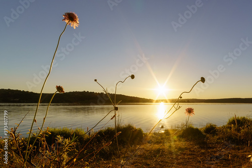 Amanecer en el lago con luz del sol sobre las plantas silvestres de varios colores en primer plano.
 photo