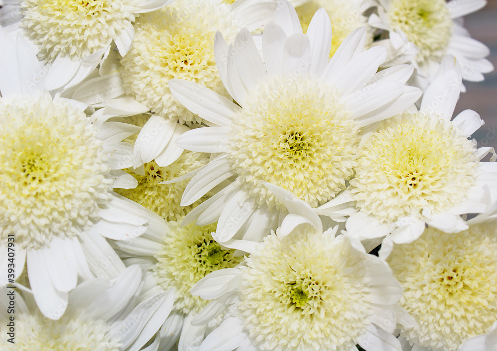 Obraz premium Bouquet of delicate yellow chrysanthemums on a white wooden background. Valentine's Day Greeting Card, Mother's Day
