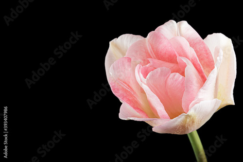 Pink flowers of Angelique tulip, isolated on black background