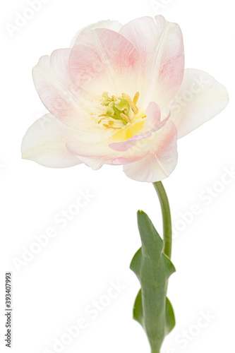Pink flowers of Angelique tulip  isolated on white background