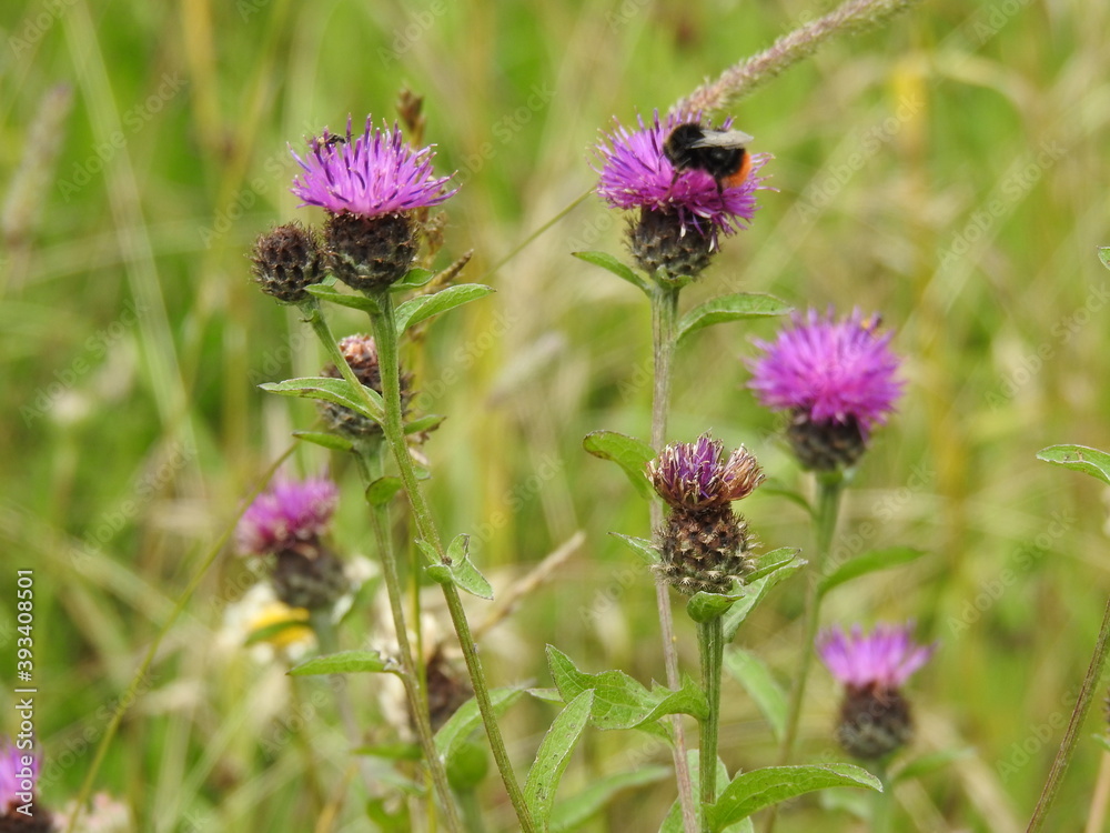 Wild purple thistle with an insect Wild purple thistle with an insect