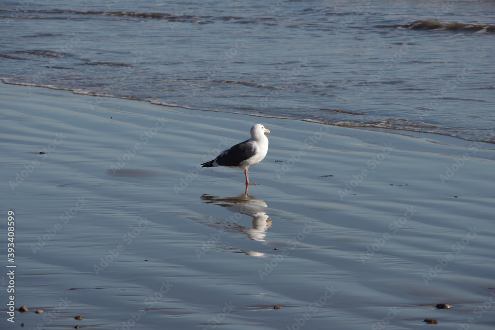 A single seagull on the wet water edge tidewater sand of a southern California beach on a sunny day A single seagull on the wet water edge tidewater sand of a southern California beach on a sunny day