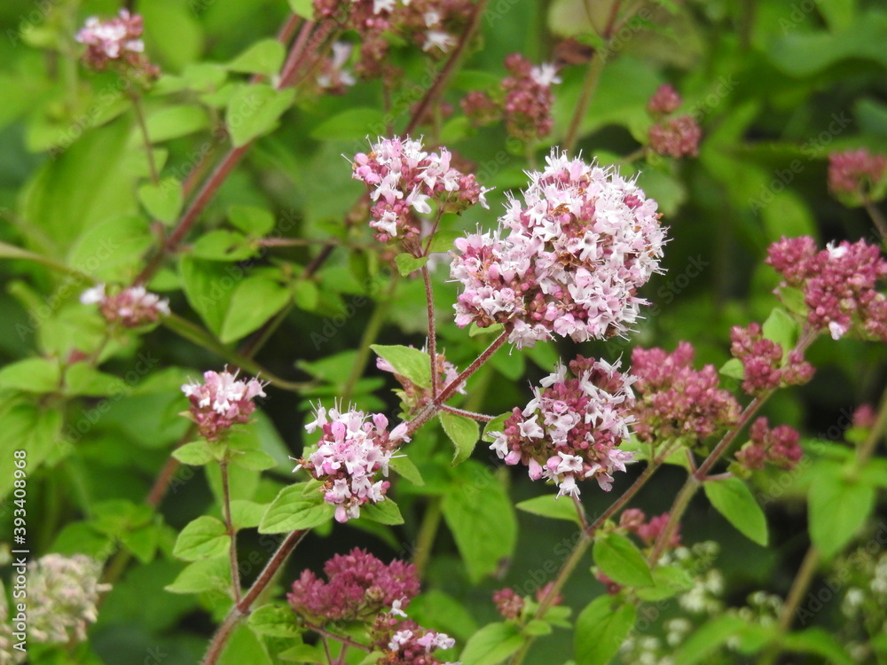 The maroon flowers grow diagonally