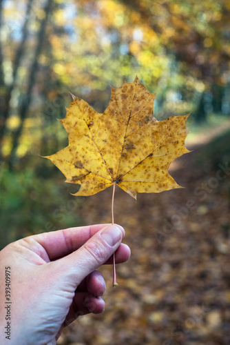 Closeup of autumnal maple leaf in hand on forest background