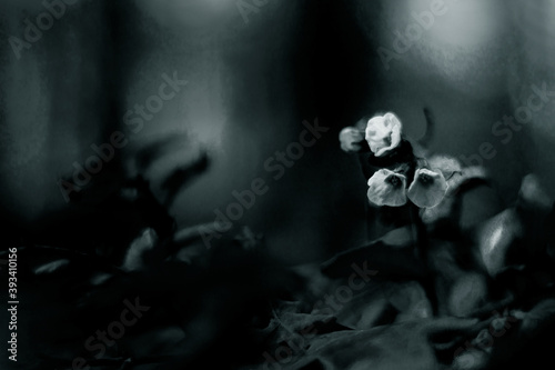 flowers of lungwort in monochrome