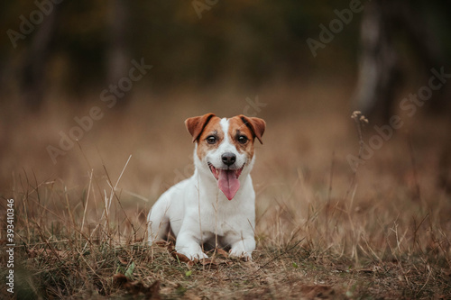 Happy dog autumn jack russell