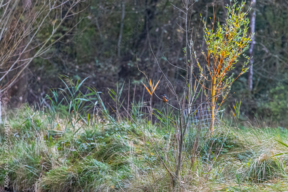 Fototapeta premium hidden kingfisher sitting camouflaged in the bank of a small stream