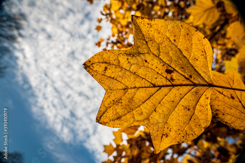 Autumn leafs